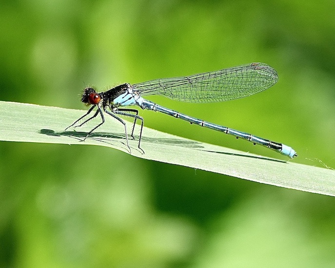 red-eyed damselfly